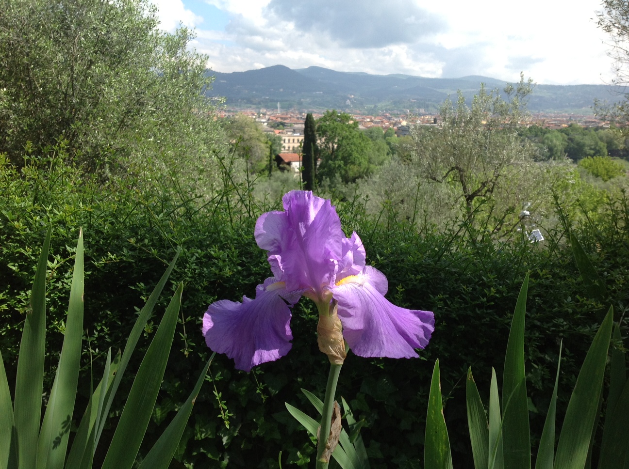 Fiore di Firenze: il Giardino degli Iris a maggio