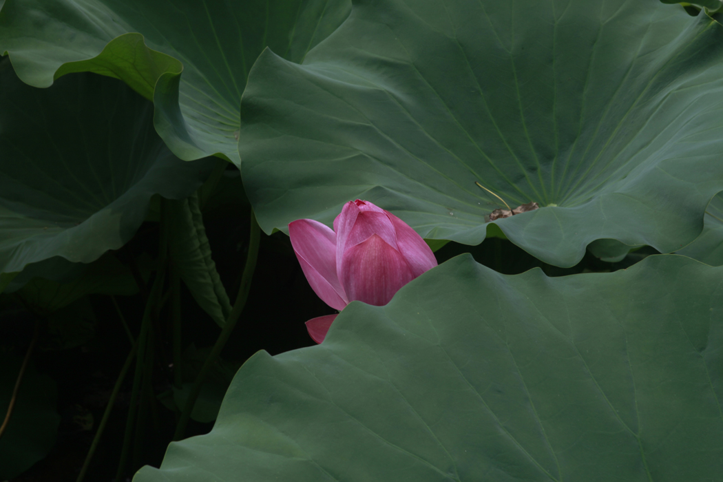 Il lago di Chao Binhu dove tutti I sensi si soddisfano