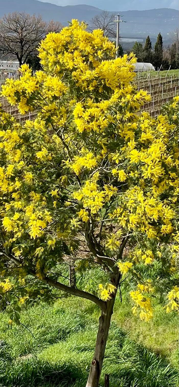 La mimosa Fiore Della Donna