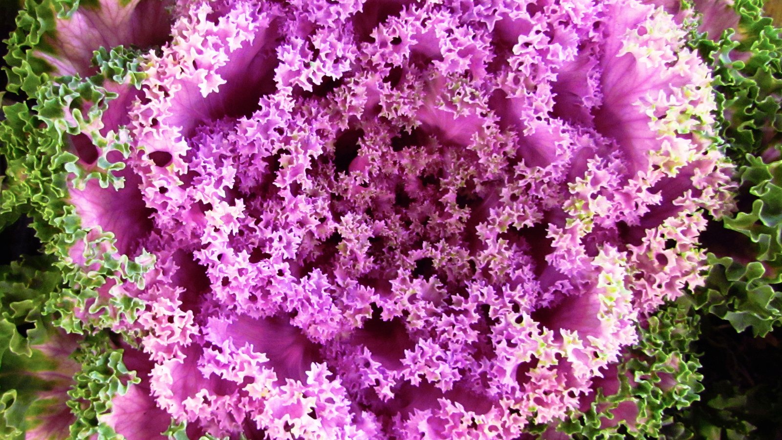 Priverno. ‘Chiacchietegli’