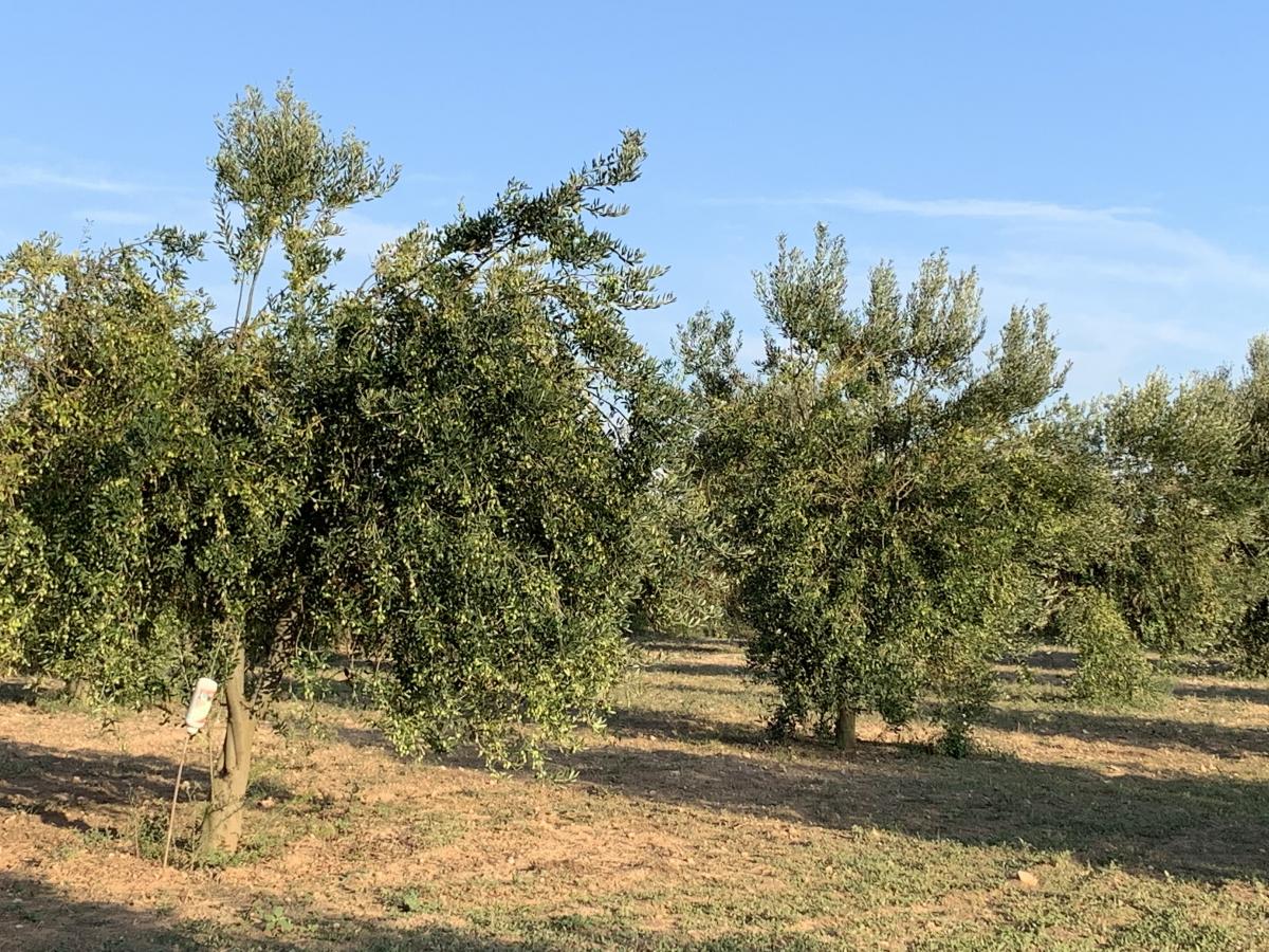 Cellino San Marco. Oliva Cellina e Olio Terra d’Otranto