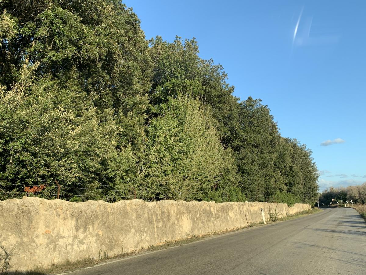 Cellino San Marco. Parco Naturalistico