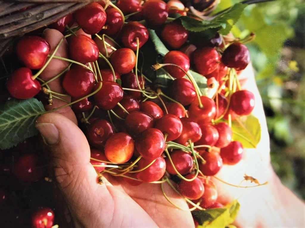 Sagra delle ciliegie, la Madonna delle Cerase e l’Oro Rosso di Maenza