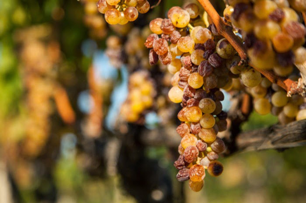 Vini per il panettone? il connubio con il Moscato Passito di Saracena