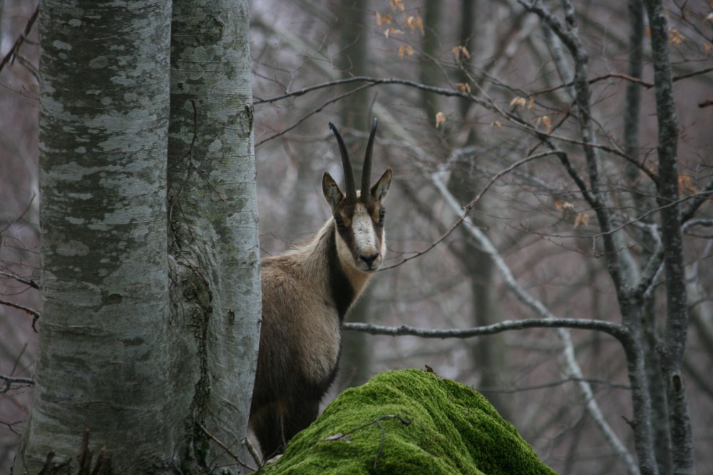Settefrati. Parco Nazionale d’Abruzzo, Lazio e Molise