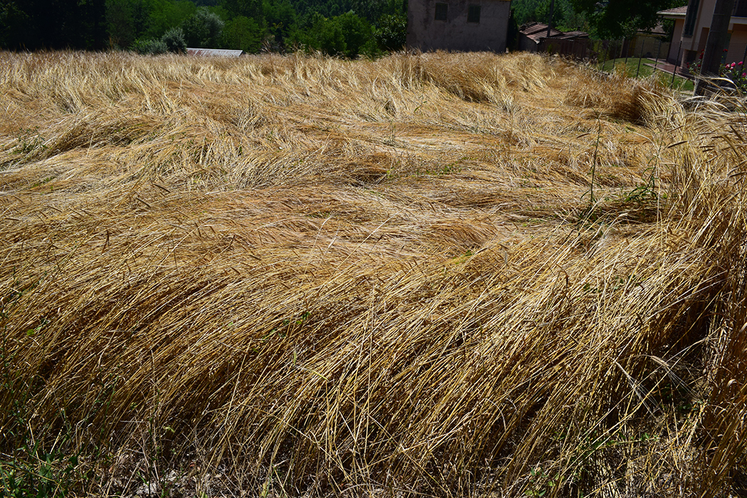 Jul 15 Ancient wheat fields with Terre Sane: Healthy Lands