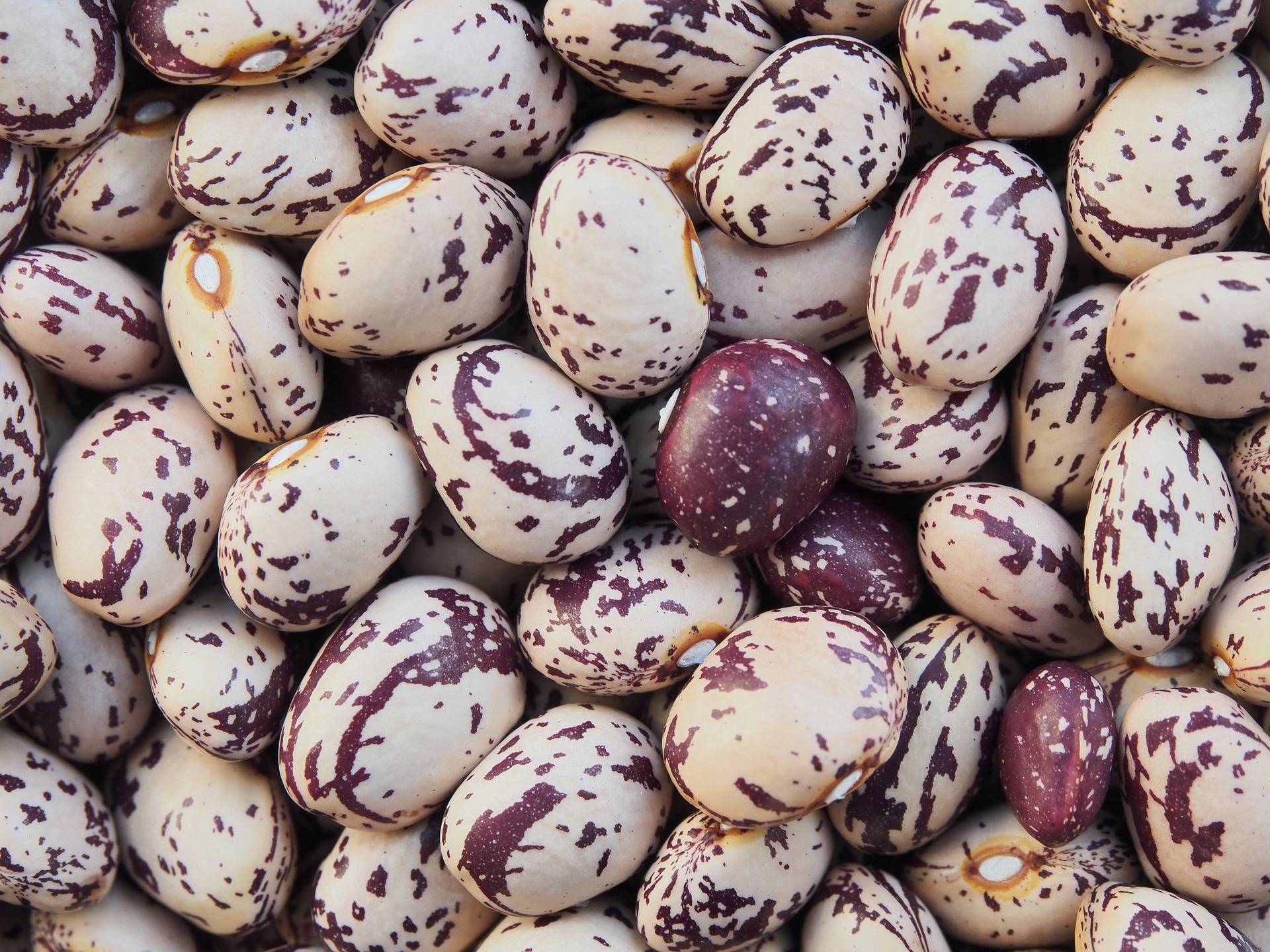 Fagioli Borlotti Regina (Gialloni)