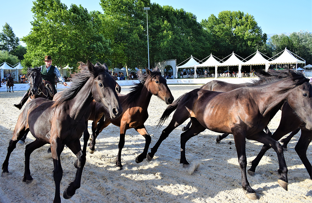 15 Feb: Firma dell’Accordo tra la FISE e la Fondazione Horse Museum