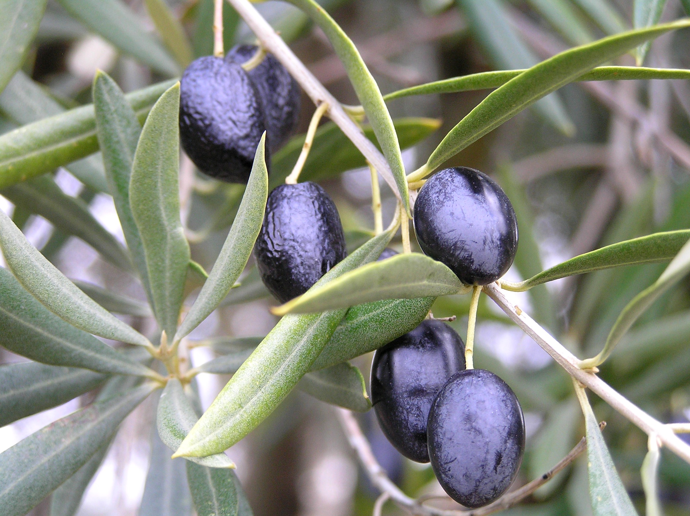 Formia. Oliva di Gaeta e Olive bianche d’Itri