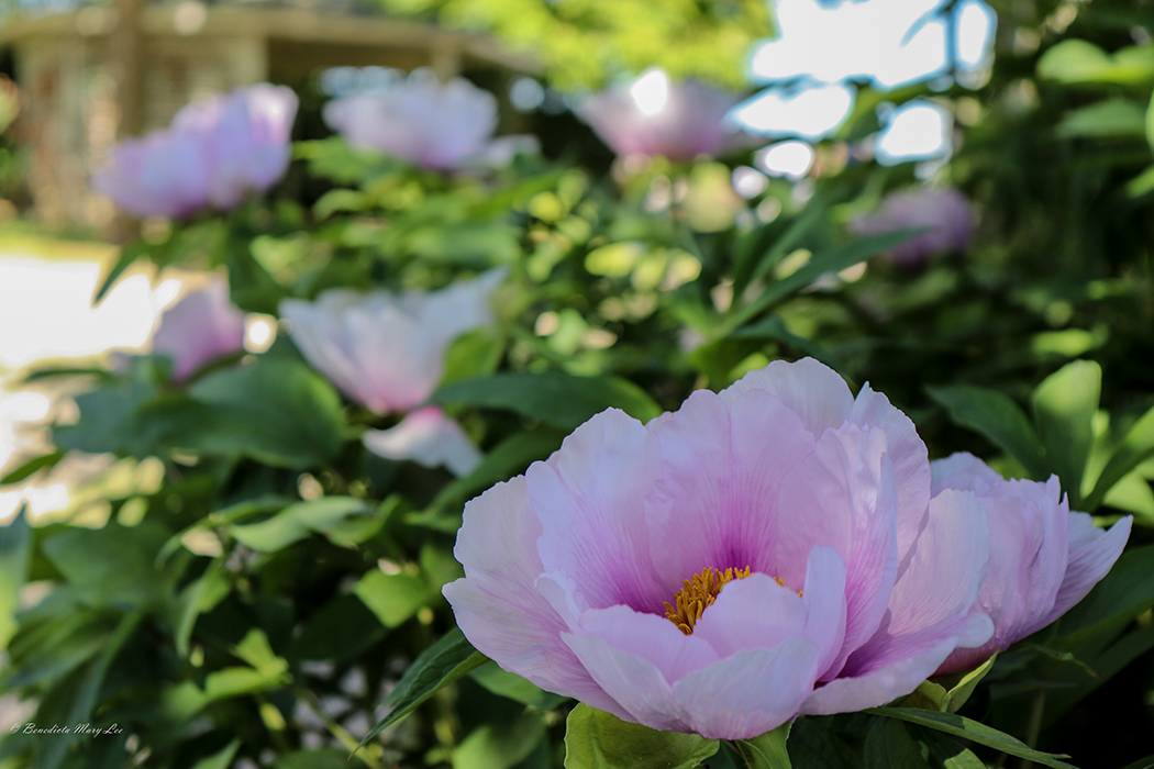 Vitorchiano. Parco delle Peonie