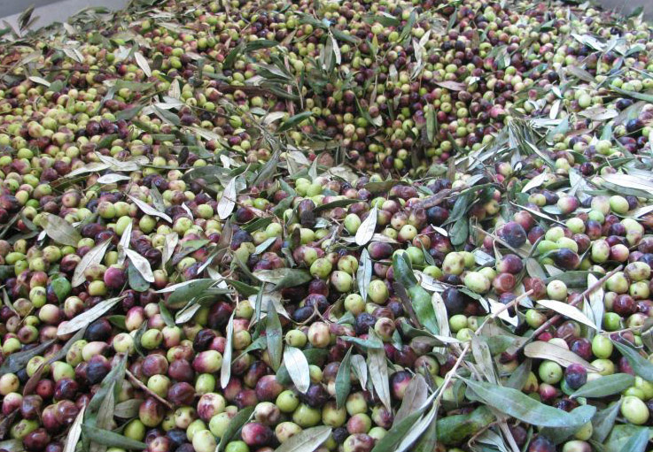 Paliano. Olio da Olive Rosciola