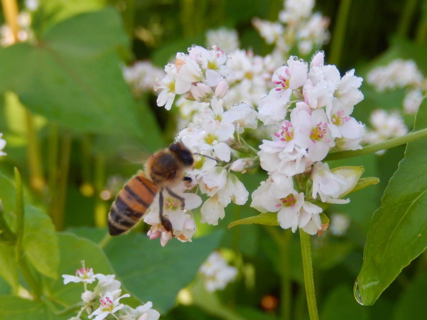 Oct 26 "Buckwheat to whom?": Terre Sane (Healthy Soil) pasta