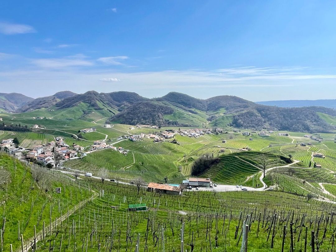 Vini Maria Vittori a Bassano del Grappa  