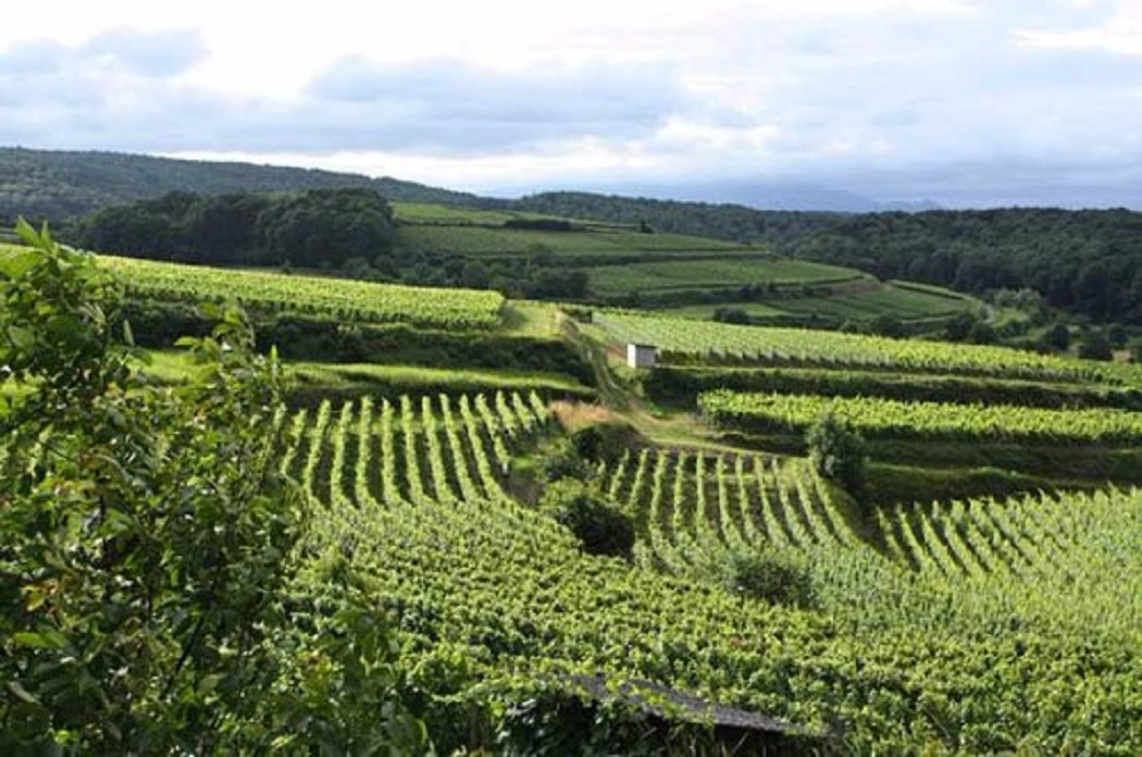 Vigneto e Cantina Luca Sbardella