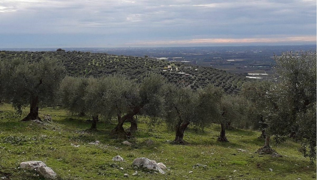 I Lori,Olio EVO Itrana