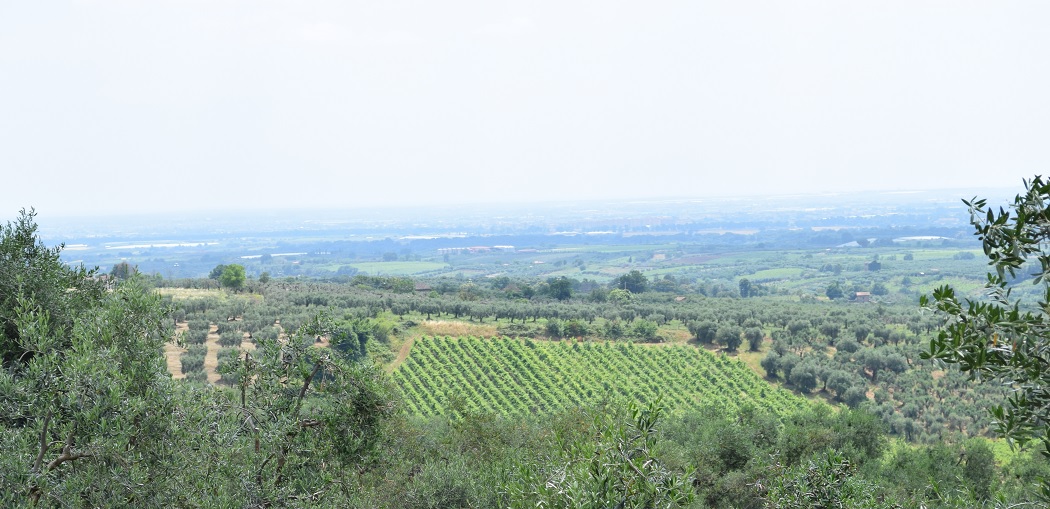 I Lori, Monsignore, Lazio IGT wine