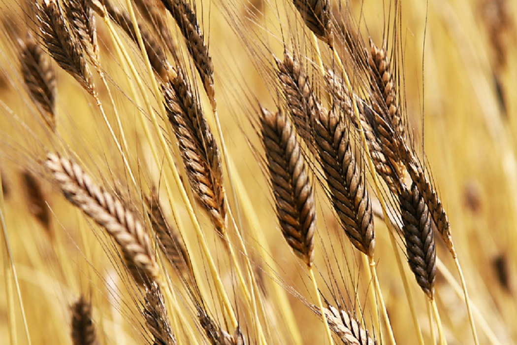 Paliano- Grano Monococco azienda Bertacco