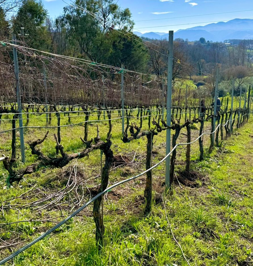 Potatura invernale Donna Vittori 