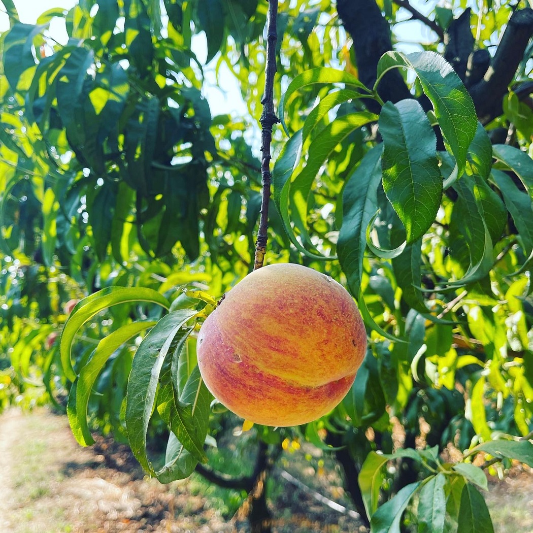 Donati's Peach in Paliano