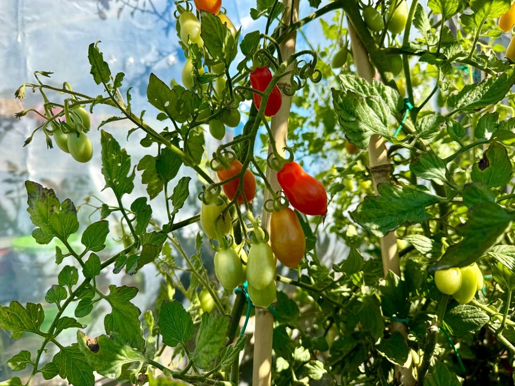 Donna Vittori's tomato