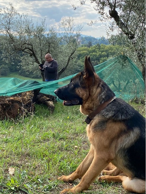Raccolta delle Olive  a Paliano