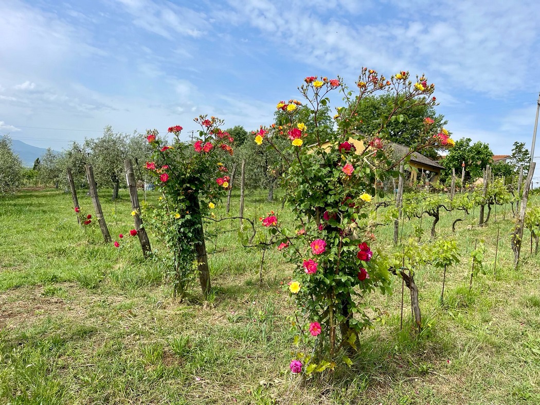 Maggio il mese delle rose nei vigneti