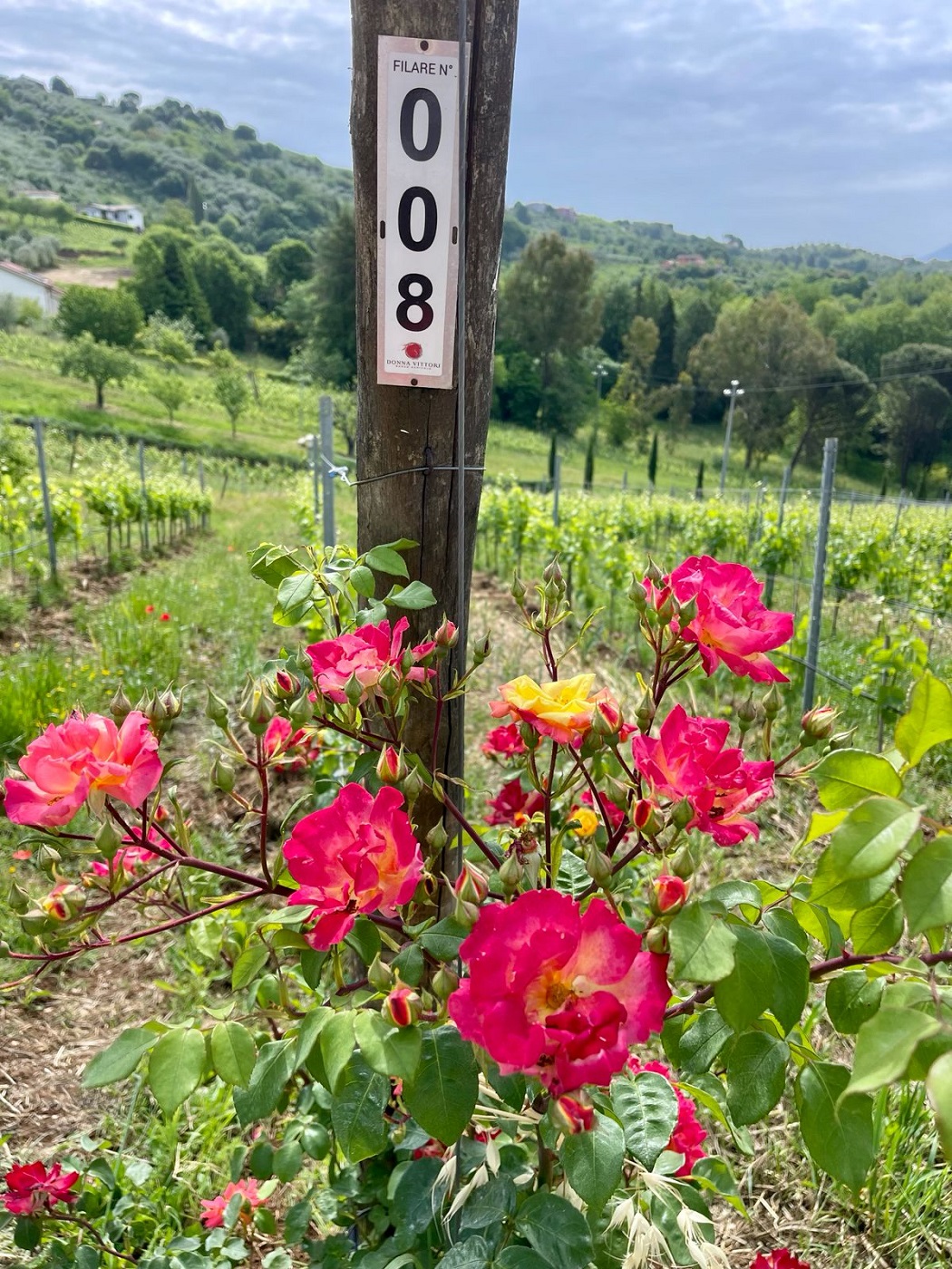 Maggio il mese delle rose nei vigneti