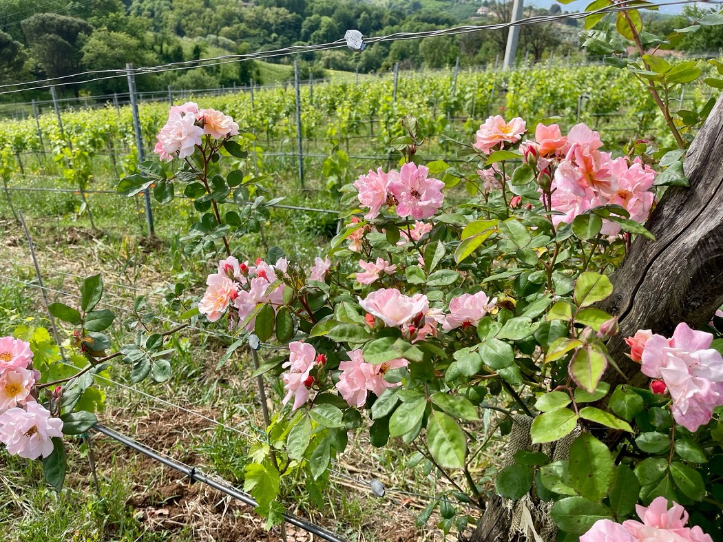 Maggio il mese delle rose nei vigneti