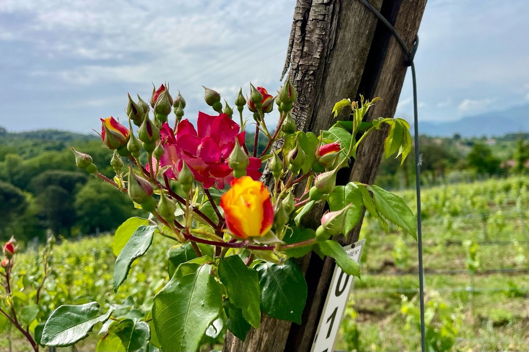 Maggio il mese delle rose nei vigneti