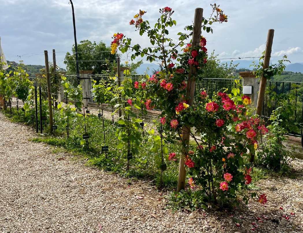 A maggio arrivano le rose nei vigneti