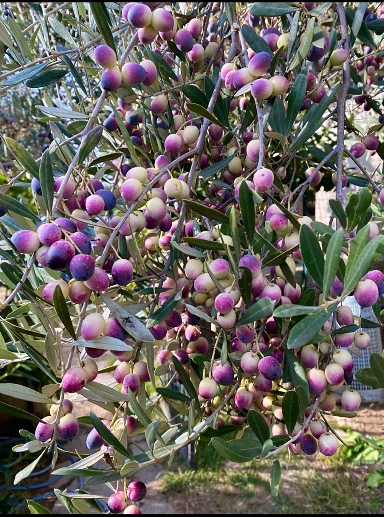 Olio extra vergine monocultivar di Rosciola Donna Vittori