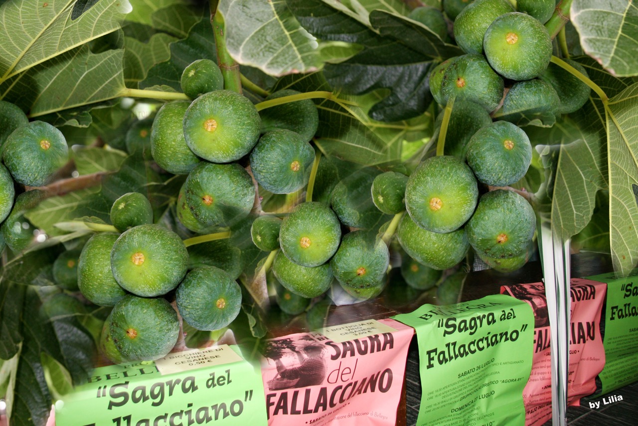 Bellegra FALLACCIANO SAGRA