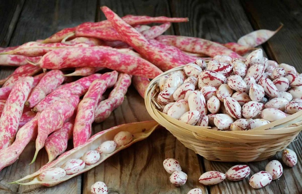 Sagra del fagiolo Regina