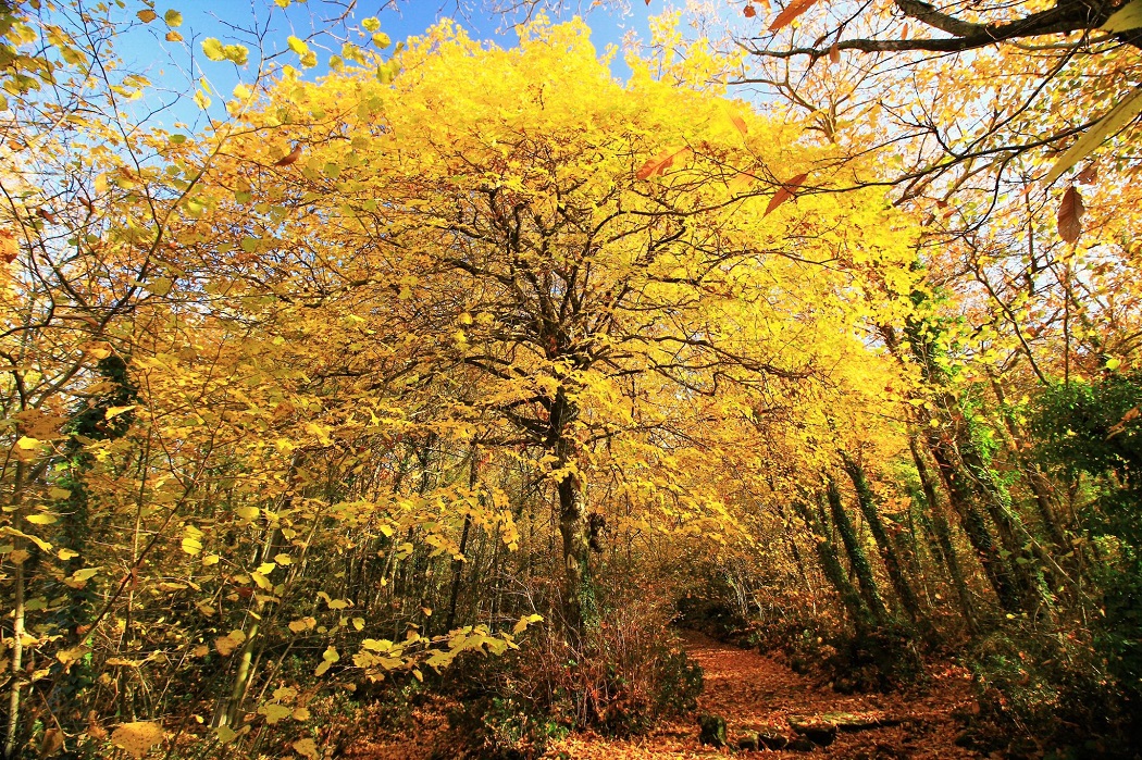 the chestnut festival of Rocca di Papa