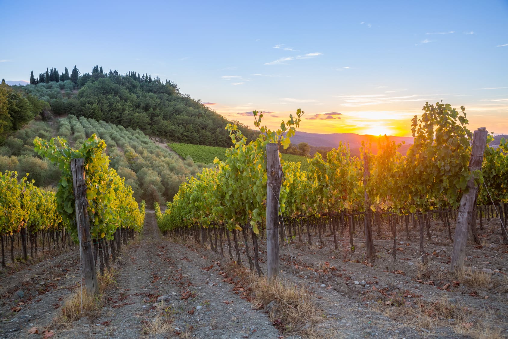 Barbarano Romano. Tarquinia DOC Wine