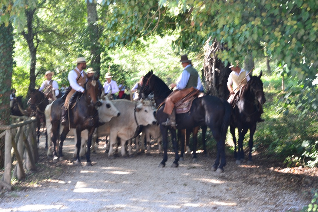 Butteri e passeggiate a cavallo