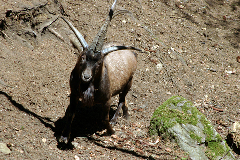 Picinisco. Ovino Quadricorna