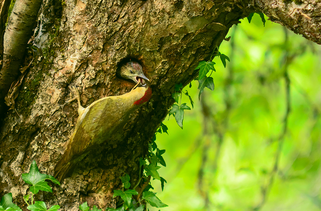 Ceccano- Picchio verde Picus viridis by Paolo Fusacchia