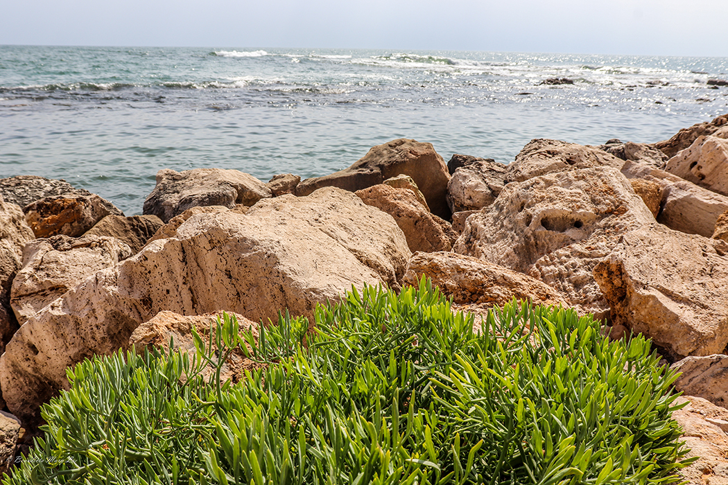 Santa Marinella. Riserva Naturale Regionale Macchiatonda