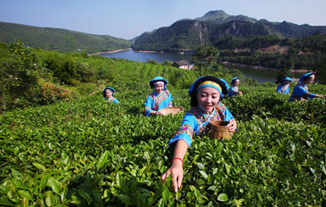 Raccolta tè cinese a Guizhou