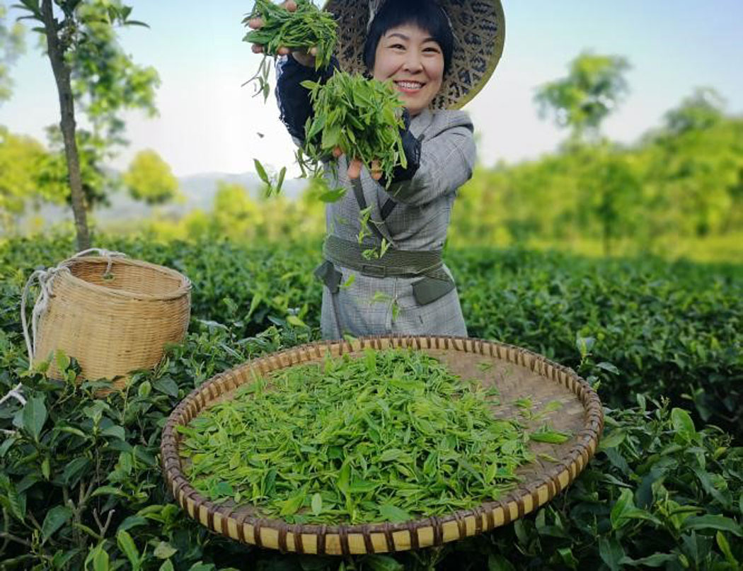 Tea picker in Guizhou, China