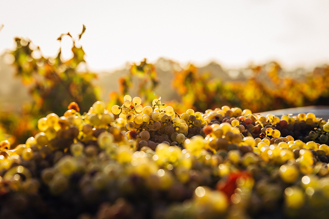 Monte Compatri. Vino Monte Compatri Colonna Superiore