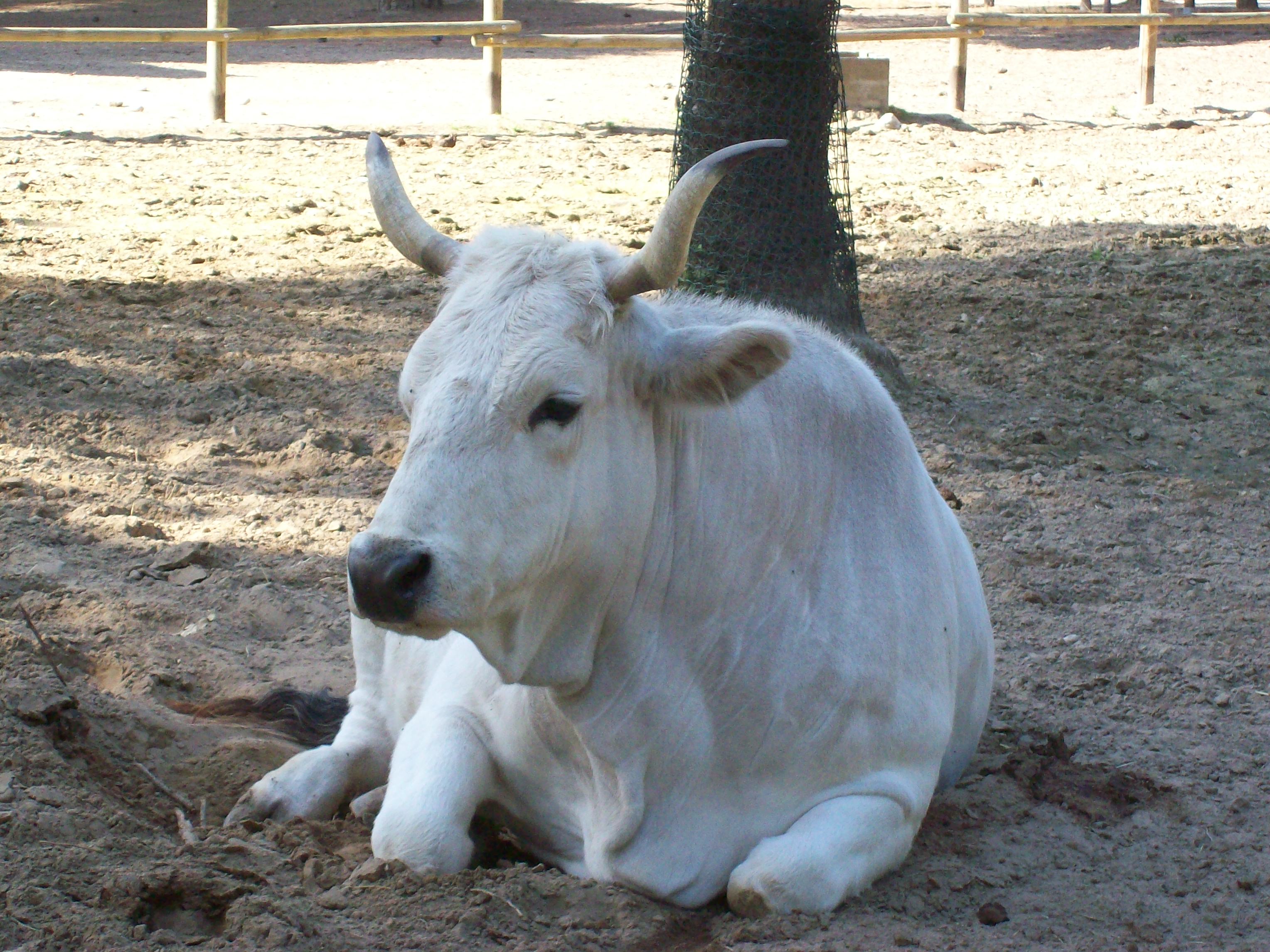Cervara di Roma. Carne bovina 