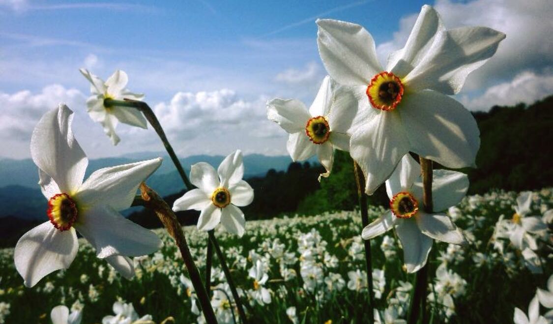 Rocca Priora Narciso