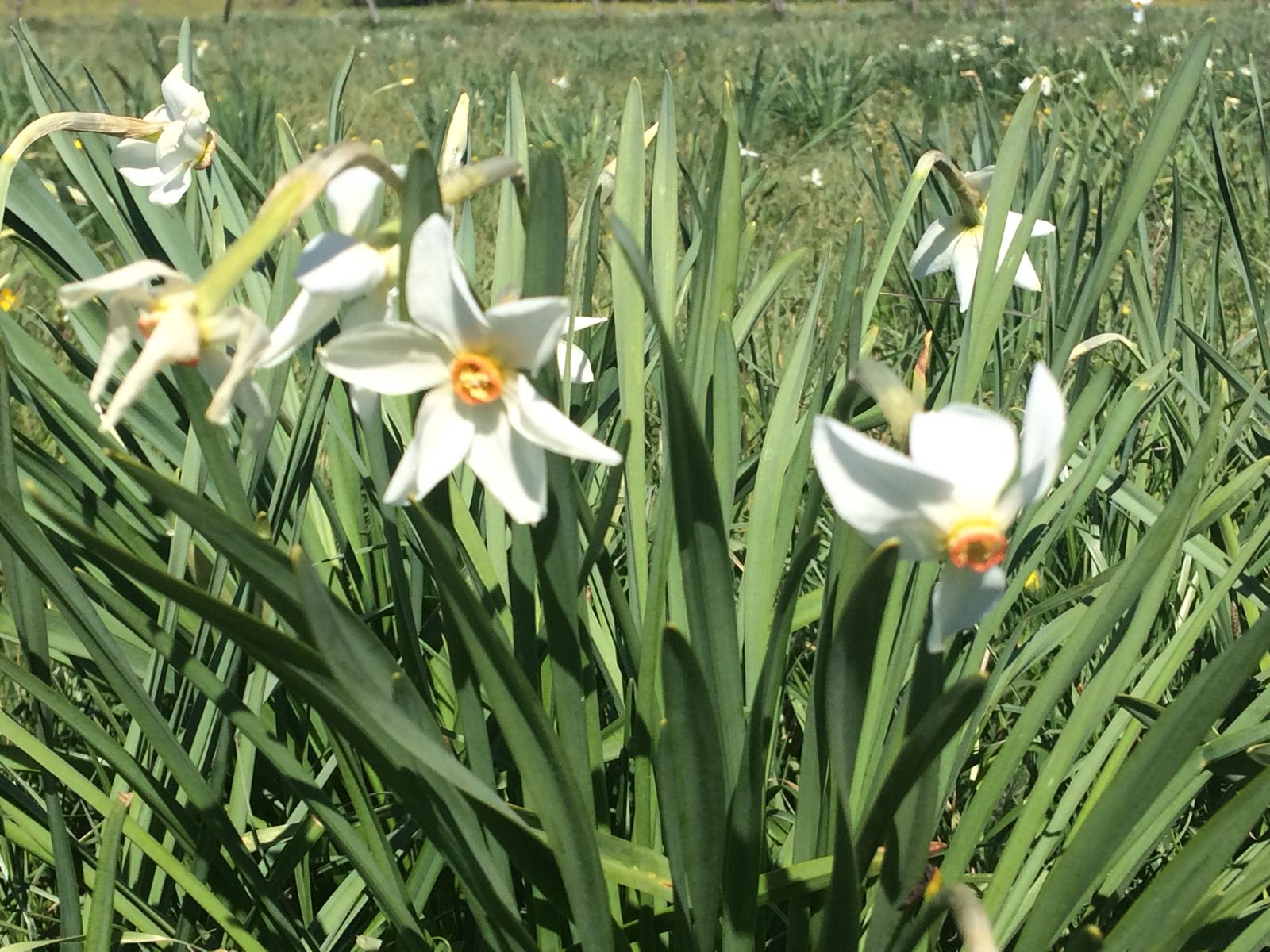 Narcisi di Rocca Priora