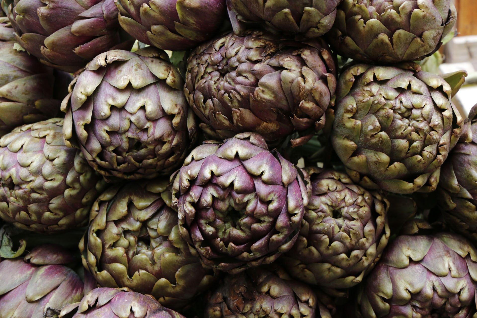 Ladispoli. Carciofo Romanesco