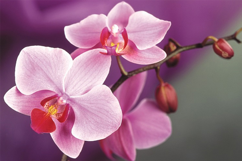 The orchid festival of Monte Porzio Catone marks the onset of spring