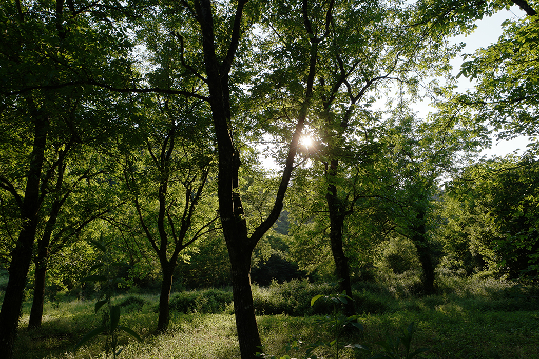 Cave. Parco di Villa Clementi