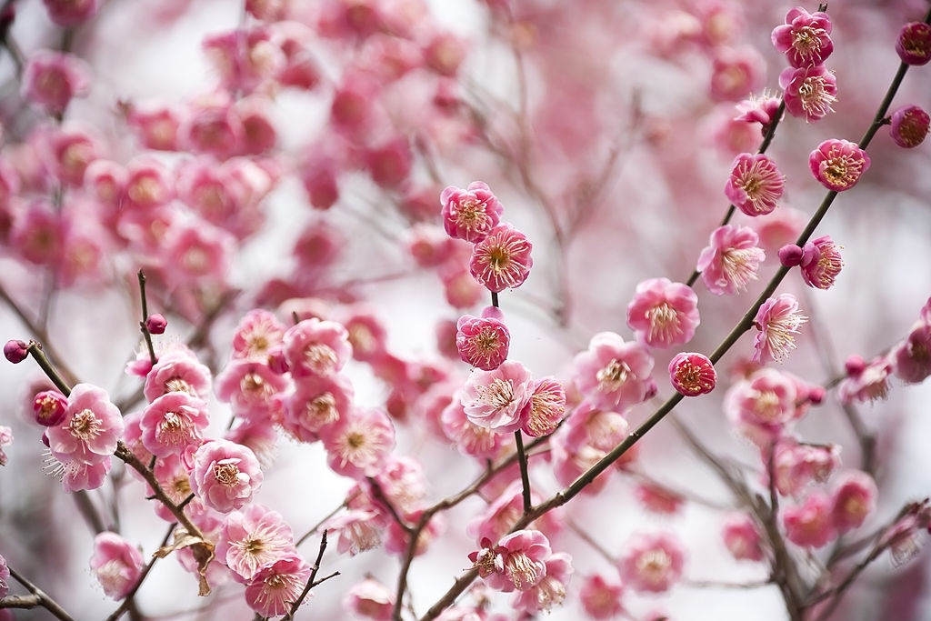 Everlasting blossoms on paper: the most beautiful book, written in Suzhou