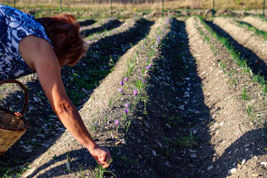 Un sogno realizzato, da New York allo Zafferano del Matese